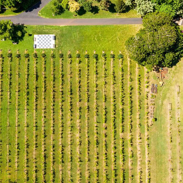 Full-Day Mount Tamborine Winery Tour to Four Venues with Two-Course Lunch & Return Transfers 6