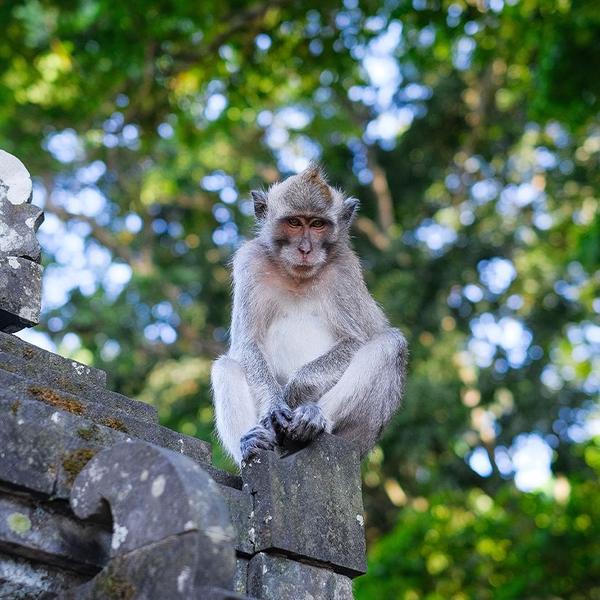 Bali: Head into Nature with a Bali Bird Park, Ubud Market and Monkey Forest Guided Tour with Lunch 3