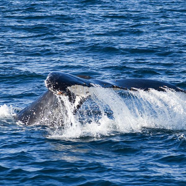 Witness Migrating Whales on a Four-Hour Whale Watching Coastal Cruise at Phillip Island 5
