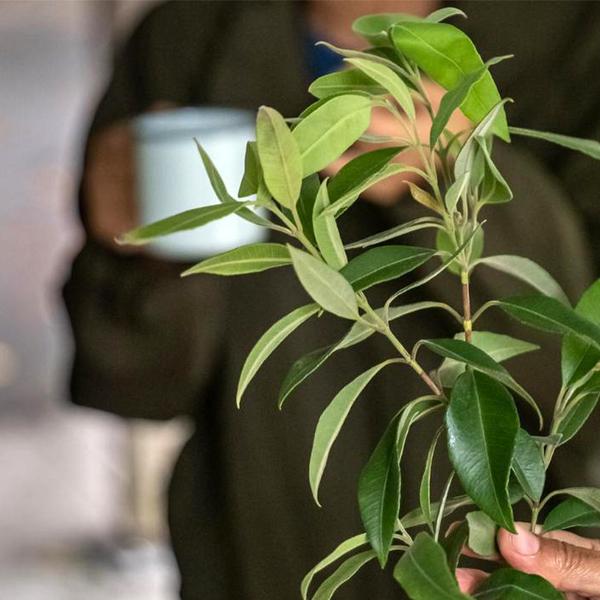 90-Minute Cape Byron Aboriginal Culture Guided Walking Tour with Bush Tucker Tasting 4