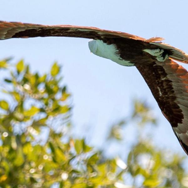 Broome: Four-Hour Eco Cruise with Sparkling Wine, Gourmet Platters & Return Transfers 6