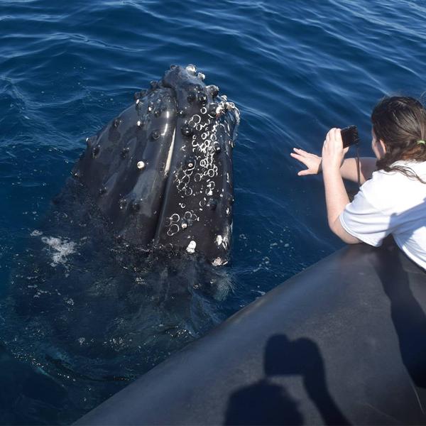 Two-Hour Whale Watching Cruise from Circular Quay 2