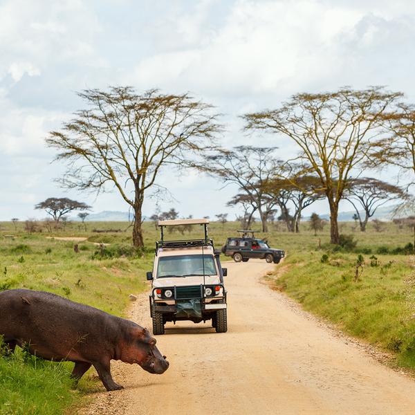 Kenya & Tanzania Great Migration Safari with Maasai Mara, Serengeti & Ngorongoro Game Drives by Luxury Escapes Tours 7