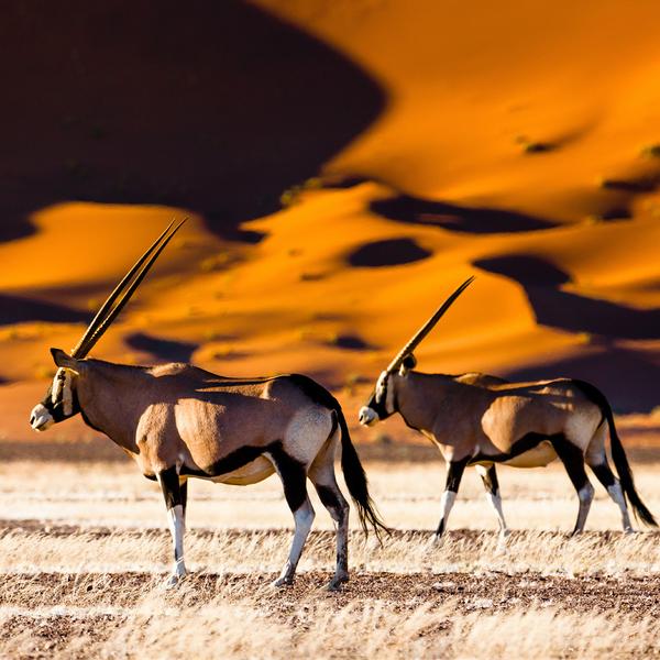 Namibia Small-Group Safari with Luxury Lodges, Etosha Heights Private Reserve, Wildlife Drives & Sossusvlei Dune Stay by Luxury Escapes Tours 1