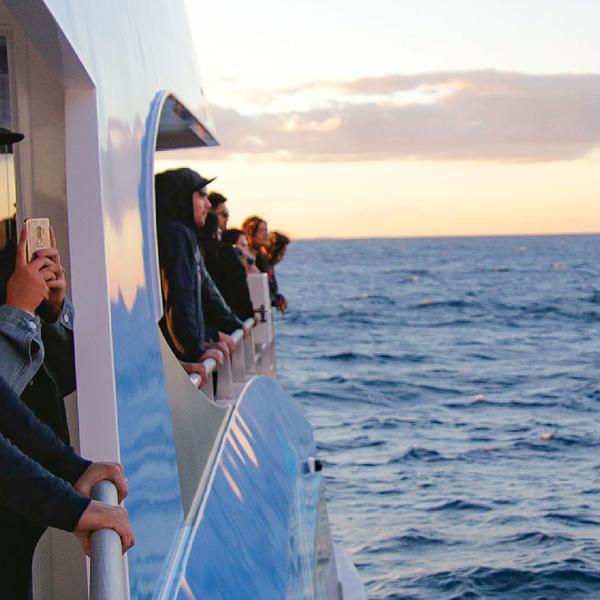 Gold Coast: Embark on a Whale Watching Adventure with 100% Whale Sighting Guarantee 8