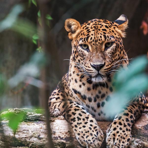 Limited Time Offer: 12-Day Best of Sri Lanka Tour + 5-Night All-Inclusive Centara Mirage Lagoon Maldives Overwater Villa Stay by  8