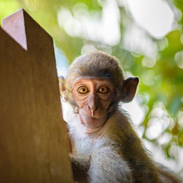 Early Bird Full-Day Krabi Highlights Speedboat Tour with Lunch, Snorkelling Gear & Return Hotel Transfers 6