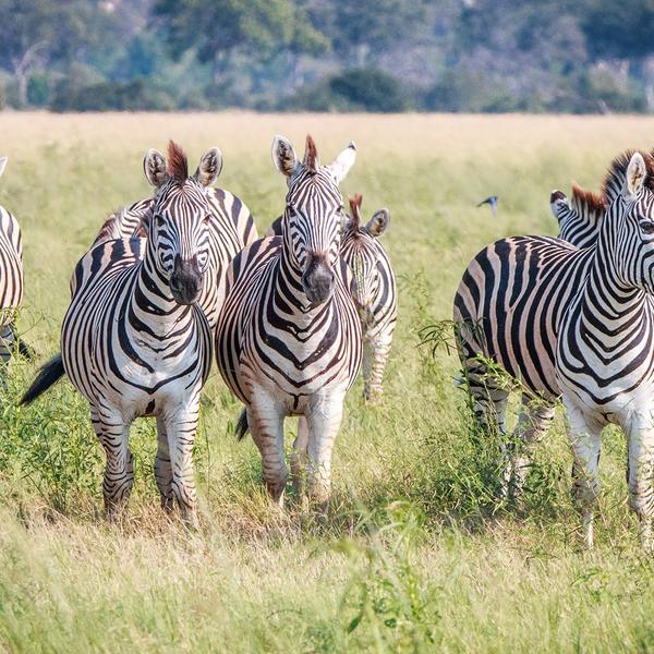 Southern Africa: Small-Group Safari Tour with Five-Star Lodge Stays, Game Drives, Victoria Falls Cruise & Internal Flights by Luxury Escapes Tours 6