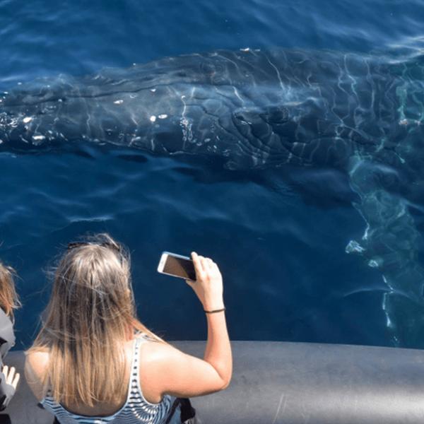 Two-Hour Whale Watching Cruise from Circular Quay 7
