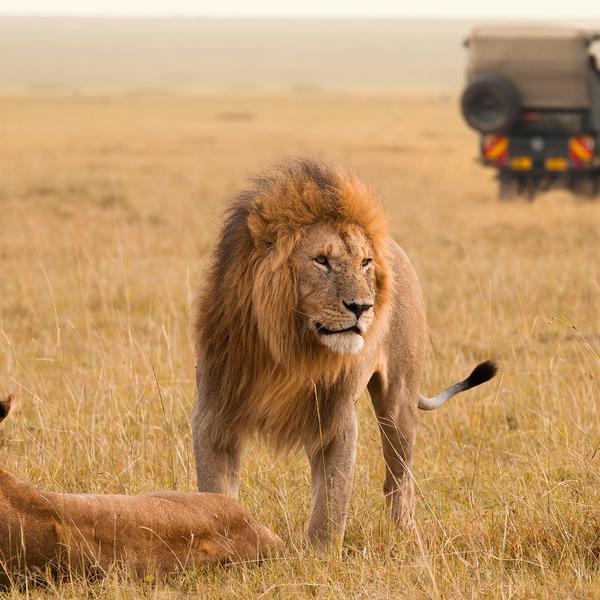 Classic Kenya Safari with Luxury Fairmont Stays & Big Five Game Drives by Luxury Escapes Tours 1