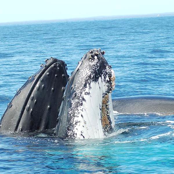 Experience a Magical Encounter on an Two-Hour Whale Watching Experience in Geographe Bay 2