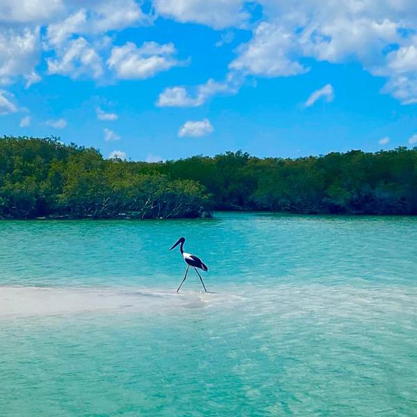 Four-Hour Eco Cruise with Sparkling Wine, Gourmet Platters & Return Transfers 7