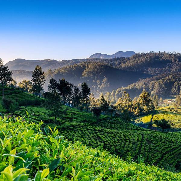 5 Very Different Ways to Tour Sri Lanka Luxury Escapes