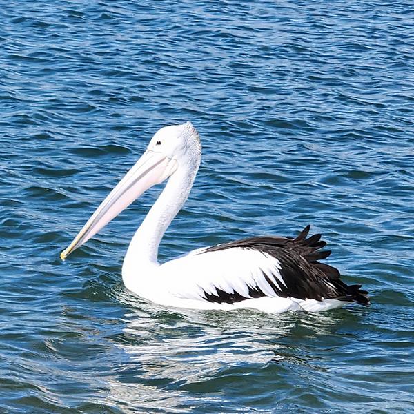 Noosa Heads: 2.5-Hour Guided Scenic Estuary & Wildlife Kayaking Tour with Snacks 5