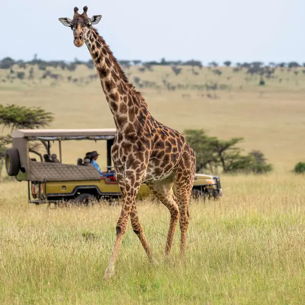 Olare Mara Kempinski Masai Mara, Masai Mara, Kenya 2