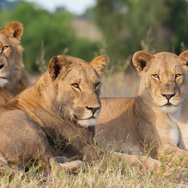 Limited Time Offer: Private 15-Day South Africa, Zimbabwe & Botswana Tour with BONUS Victoria Falls Helicopter Flight by  2