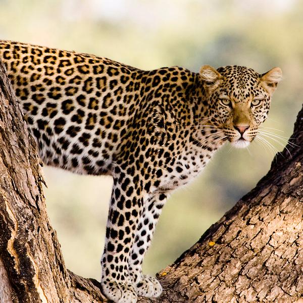 Ultra Lux 8-Day Zambia & Botswana 2026 Private Safari with A&K Sanctuary Stays & Chobe National Park by  4