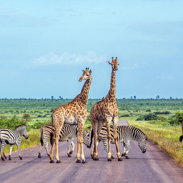 Southern Africa Safari with Five-Star Kruger Lodge Stay & Victoria Falls Sunset Cruise by Luxury Escapes Tours 5