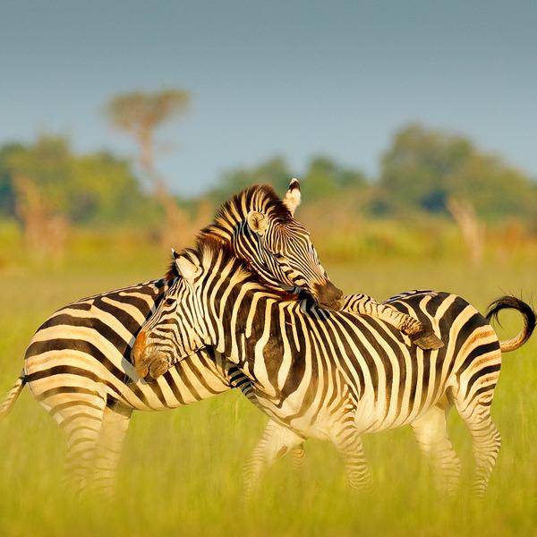 Botswana 2024 Private Fly-In Safari with All-Inclusive Belmond Lodge Stays, Okavango Delta & Daily Game Drives by Luxury Escapes Tours 6