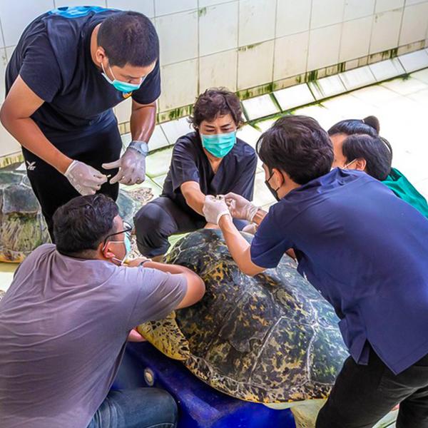 Full-Day Highlights Tour & Turtle Sanctuary Visit with Lunch & Return Hotel Transfers 7