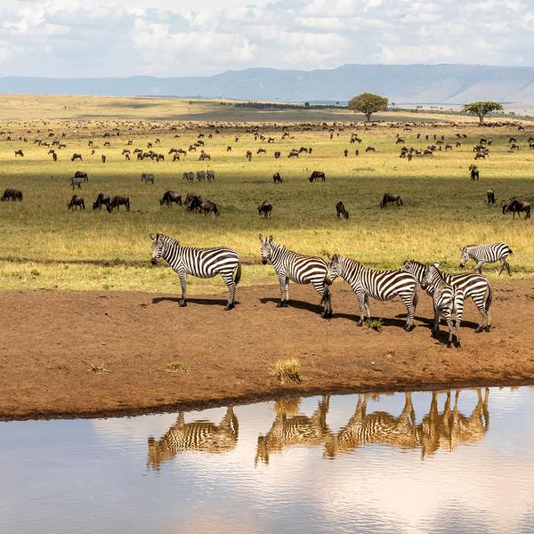 Classic Kenya Safari with Luxury Fairmont Stays & Big Five Game Drives by Luxury Escapes Tours 2