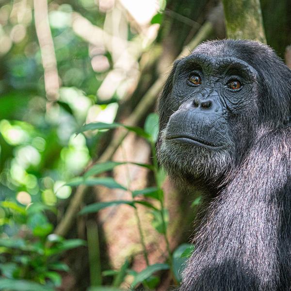 Uganda Safari with Gorilla & Chimpanzee Trekking Permits & Lake Victoria Cruise by Luxury Escapes Tours 6