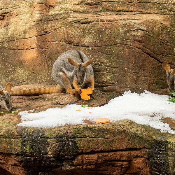 WILD LIFE Sydney Zoo Entry with Digital Photo Pass 6