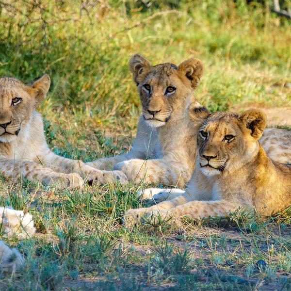Extended by Popular Demand: 12-Day South Africa Iconic Blue Train Journey + 2-Night All-Inclusive Hwange Safari Stay by  1