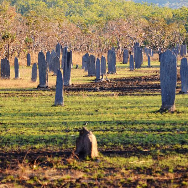 Darwin: Get Wild on an Intimate Litchfield National Park Eco-Tour with Lunch & Roundtrip Transfers 7