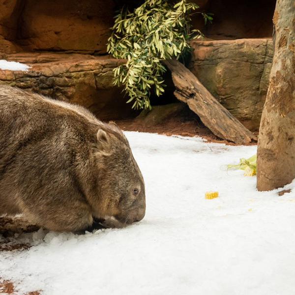 WILD LIFE Sydney Zoo Entry with Digital Photo Pass 7