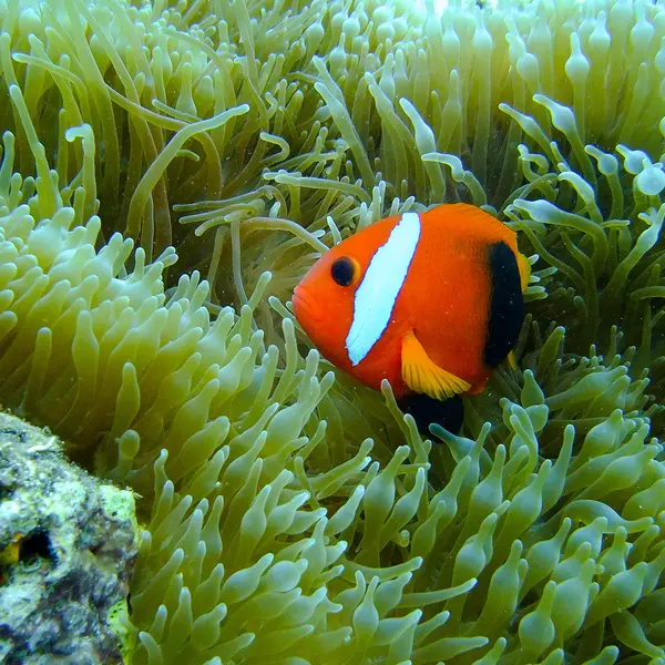 Barrier Beach Resort, Santo Espiritu, Vanuatu 5