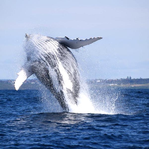 Two-Hour Whale Watching Cruise from Circular Quay 6