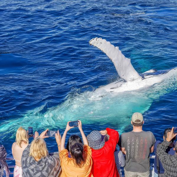 Gold Coast: Embark on a Whale Watching Adventure with 100% Whale Sighting Guarantee 5