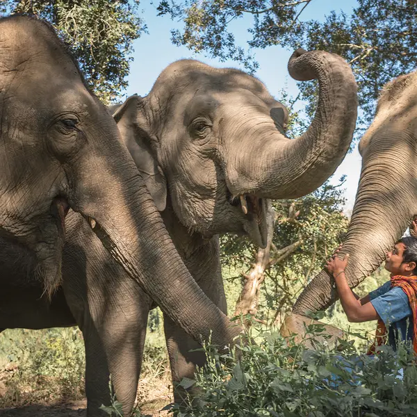 Anantara Golden Triangle Elephant Camp & Resort, Chiang Rai, Thailand 8