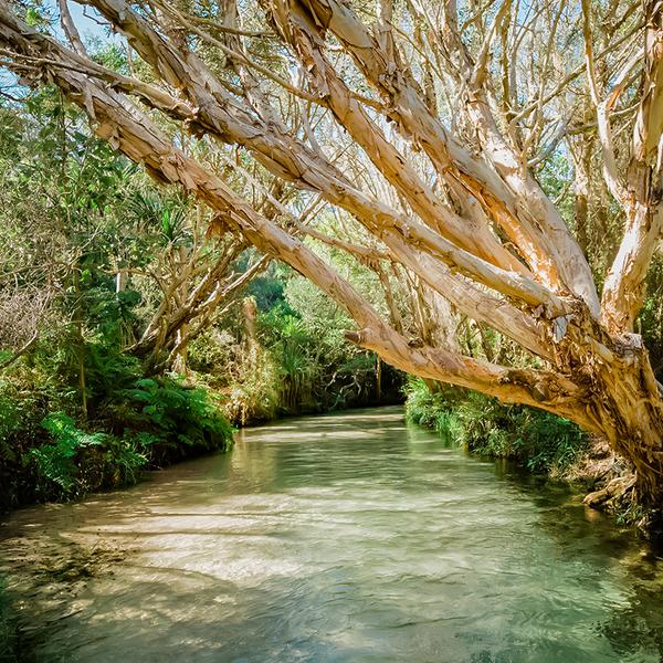 Rainbow Beach: Full-Day 4WD Coach Tour of K'gari (Fraser Island) with Lake McKenzie, 75 Mile Beach, Eli Creek, Lunch & Ferry Transfers 5