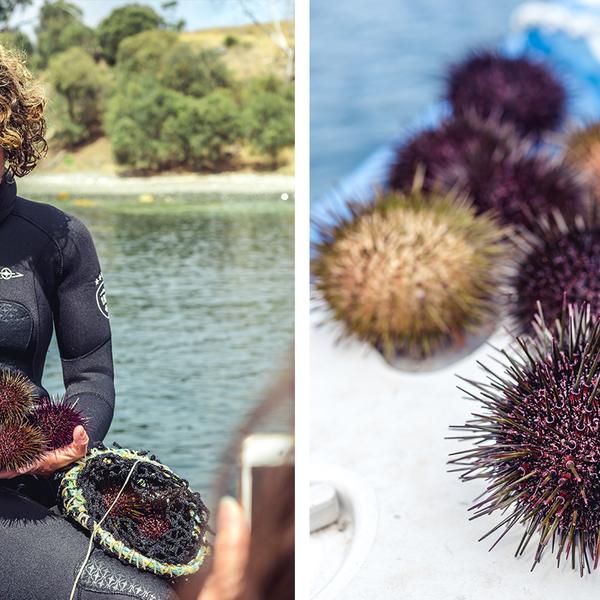 Tasmania: Full-Day Seafood Cruise with Freshly Caught Wild Abalone, Gourmet Lunch & Drinks 4