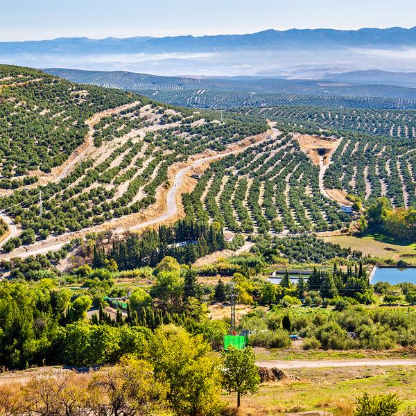 Spain 2024 Small-Group Highlights Tour with Olive Oil Tasting, Alhambra Palace, Flamenco Dinner Show & Handpicked Accommodation by Luxury Escapes Trusted Partner Tours 6