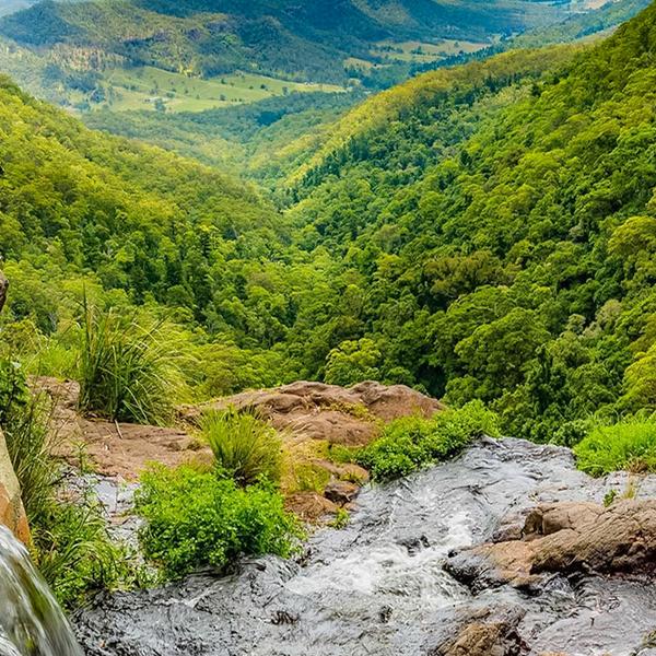 Explore the Gold Coast's Lush Hinterland with a Full-Day Explorer Pass 4