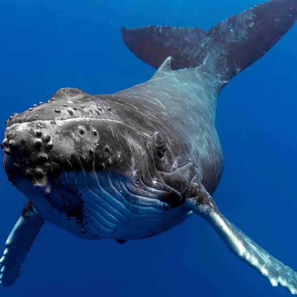 Embark on a Whale Watching Adventure with 100% Whale Sighting Guarantee 4