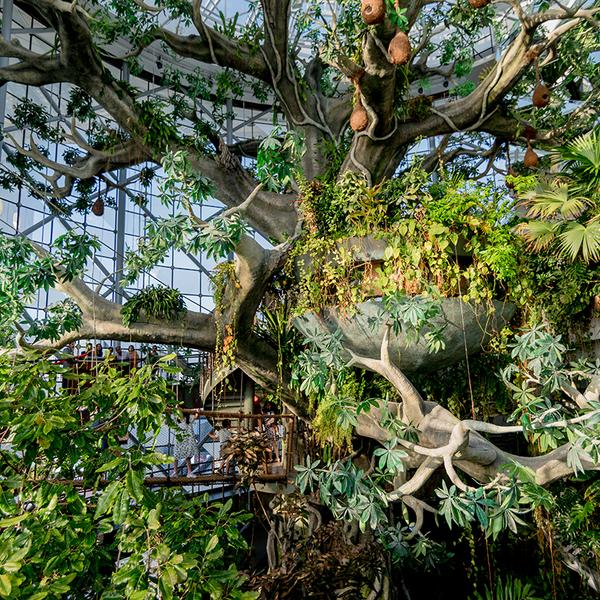 Dubai: Get a Taste of the Tropical Rainforest with The Green Planet Full-Day Entry Ticket 8