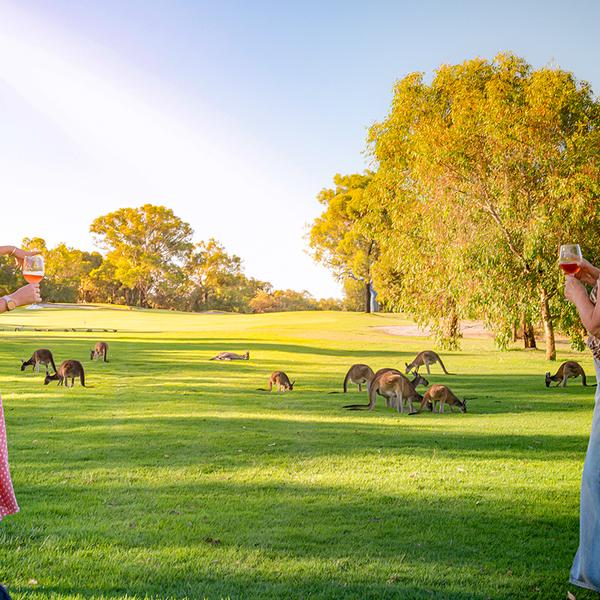 Perth: Guided Kangaroo Safari Sunset Tour with 18-Holes of Mini Golf & Drink  1