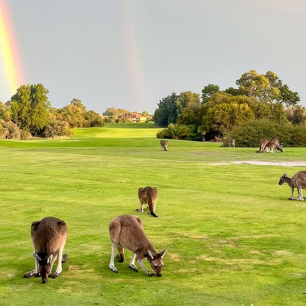 Perth: Guided Kangaroo Safari Sunset Tour with 18-Holes of Mini Golf & Drink  4