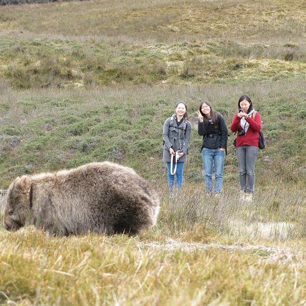 Full-Day Cradle Mountain National Park Scenic Tour with Pick-Up and Drop-Off 4