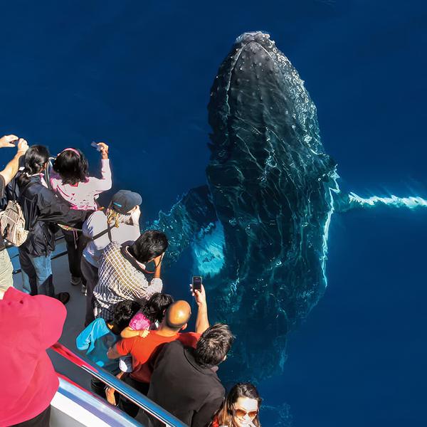 Gold Coast: Embark on a Whale Watching Adventure with 100% Whale Sighting Guarantee 2