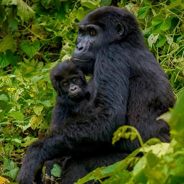 Uganda 2024 Small-Group Safari with Gorilla & Chimpanzee Trekking, Game Drives & Lake Victoria Cruise by Luxury Escapes Tours 6