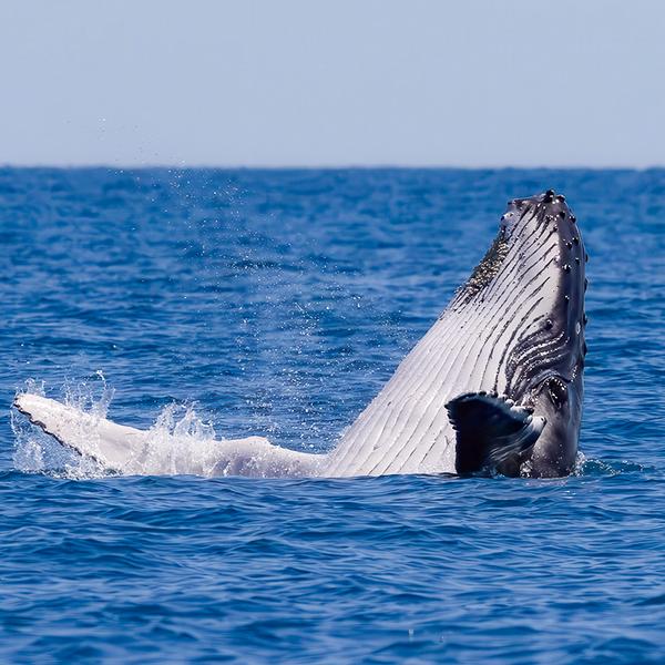 Eight-Hour Guided Whale Watching Experience with Buffet Lunch 4