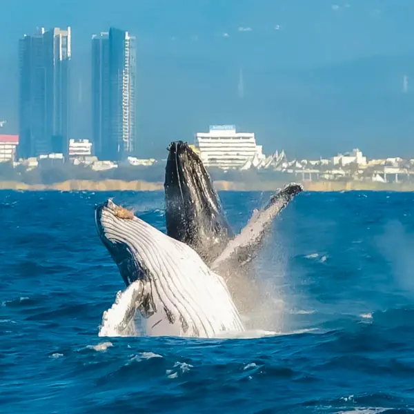 Gold Coast: 2.5-Hour Whale-Watching Cruise on a Luxury Superyacht 7