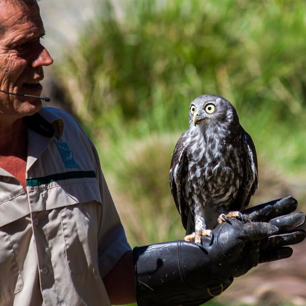 Full-Day Puffing Billy & Healesville Sanctuary Scenic Tour 6