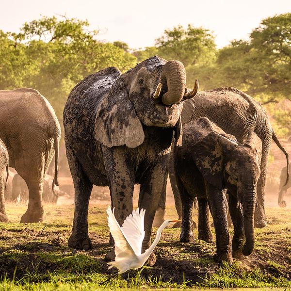 Deluxe 9-Day Best of South Africa, Zimbabwe and Botswana with All-Inclusive Kruger Safari by  4