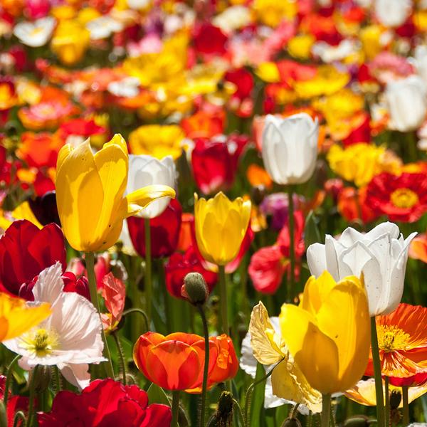 Canberra: Full-Day Floriade Festival Small Group Tour with Tulip Top Gardens Visit & Pick-Up 1